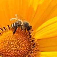 Rettet die Bienen.jpg