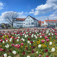 Kreisel-Frühling.png