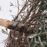 Entsorgung Weihnachtsbaum.jpg