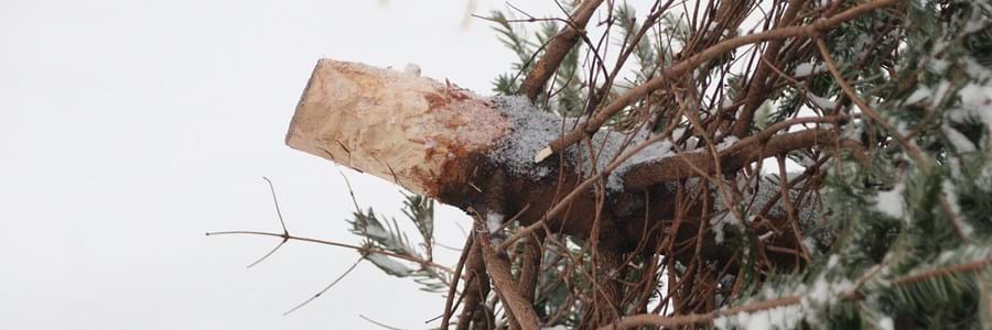 Entsorgung Weihnachtsbaum.jpg