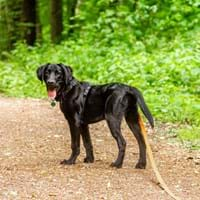 Hund Wald Leine Brutzeit.jpg